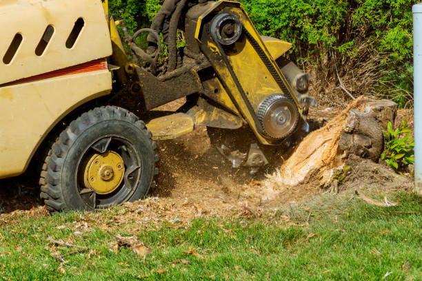 Metuchen, NJ Tree Services Company