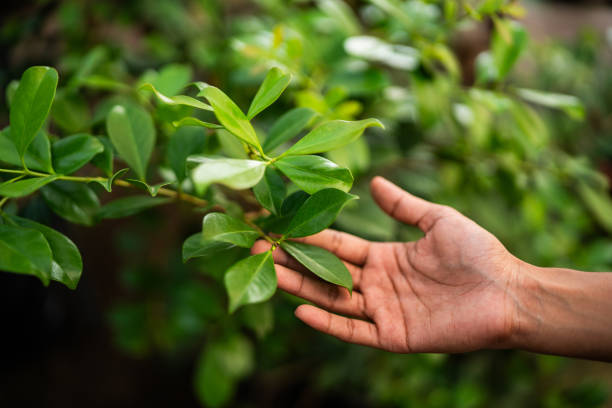 Best Arborist Consultation Services  in Metuchen, NJ